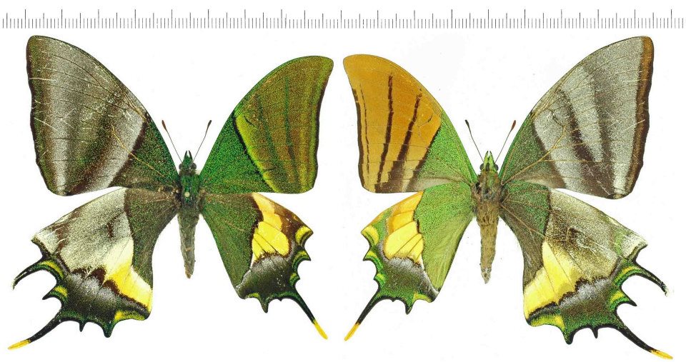 Teinopalpus (gynandromorph) (Internet Image property of respective owner, non-commercial use only)